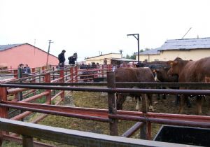 Tarımda çağdaş adım